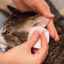 Čo robiť, ak má mačka opuchnuté ucho