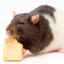Čo jedia potkany: doma a vo voľnej prírode