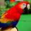 Čo je sépia a prečo ju papagáje potrebujú