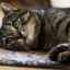 Psinke alebo panleukopénii u mačiek: príznaky a liečba