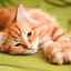 Demodekóza u mačiek - príznaky, liečba a prevencia