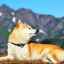 Japonský pes shiba inu: štandardy plemena, charakter, vzdelanie