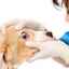 Vred rohovky u psov - vážne ochorenie s nebezpečnými následkami