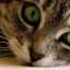 Žalúdočný vred u mačky: príznaky a liečba