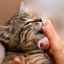Mačka olizuje ruky svojim majiteľom: odráža sa od hlavných dôvodov