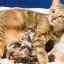 Predčasný pôrod u mačky - načasovanie, dôvody a vaše činy