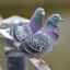 Koľko rokov žijú holuby v rôznych podmienkach
