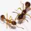 Koľko nôh má mravec, čo robia nohy