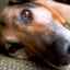 Záchvaty u psa: príčiny a liečba