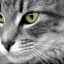 Mačacie oči tečú - hlavné príčiny a liečby