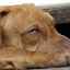 Pes má olupovanú pokožku: tabuľku príznakov a ošetrení