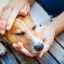 Dirofilariáza u psov: príznaky a liečba