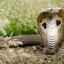 Indická kobra okuliarnatá: vlastnosti správania, popis