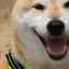 Japonské plemená psov: popis, vlastnosti a starostlivosť
