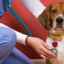 Enteritída u psov: typy, príznaky a liečba