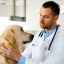 Kokcidióza u psov: spôsoby prenosu, príznaky a liečba