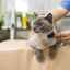 Pľúcne zlyhanie u mačiek: príčiny a príznaky