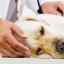Urolitiáza u psov: príznaky a liečba