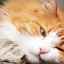Parvovírusová enteritída u mačiek: príznaky, diagnostika, liečba