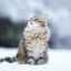 Podrobný popis plemena sibírskych mačiek