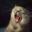Dôvody, prečo môžu mačky v noci kričať
