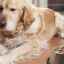 Infekcia rotavírusom u psov: príznaky, diagnostika, liečba