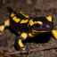 Salamander: vlastnosti starostlivosti a chovu v teráriu