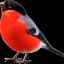 Bullfinch: vzhľad vtákov a ich rodov, sťahovavý alebo sedavý