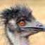 Čo je neobvyklé na pštrosu emu, kde žije vták