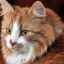 Cholestáza u mačiek: príznaky a liečba