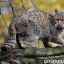 Lesná mačka: životný štýl európskej divokej mačky