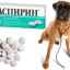 Môže sa aspirín používať u psov? Hlavné preventívne opatrenia