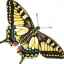 Životný štýl a popis motýľa lastovičník