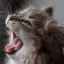 Prečo mačky zívajú: pochopenie podstaty reflexu