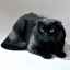Podrobný popis plemena škótskych čiernych záhybov mačiek