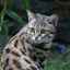 Plemená divých mačiek: vlastnosti, typy a fotografie
