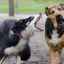 Správna liečba a prevencia aujeského choroby u psov