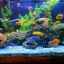 Správna starostlivosť o akvárium a ryby pre začiatočníkov