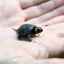 Najmenšie zvieratá na svete