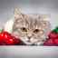 Sladká symfónia: aké ovocie a bobule môžu mačky robiť