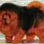 Tibetská doga: najväčší pes na svete s hmotnosťou 112 kg, fotografia psa