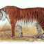 Turanský (zakaukazský alebo kaspický) tiger: vyhynutie
