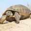Starostlivosť a údržba stredoázijskej korytnačky doma