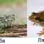Aký je rozdiel medzi ropuchou a žabou
