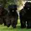 Čierny teriér: slávny ruský pes