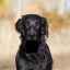 Čierny vlasový labrador: plemeno poľovníckeho psa (rovný retriever)