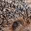 Domáci ježkovia: údržba a starostlivosť, kŕmenie