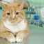 Chemická kastrácia mačiek: podstata metódy, prípravky, spôsob podávania