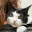 Chemoterapia u mačiek: nutnosť alebo všeliek? Poďme na to