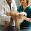 Imunodeficiencia - oslabenie obranyschopnosti tela u psov